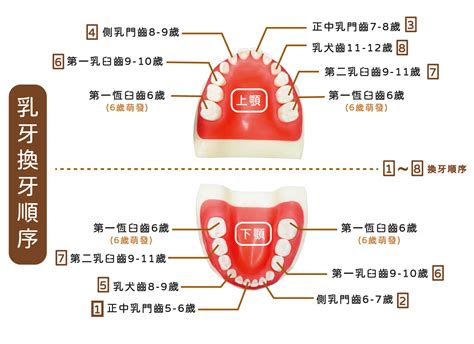 小朋友出大牙|換牙順序搞不懂？爸媽必看兒童換牙年齡表，搭配2種。